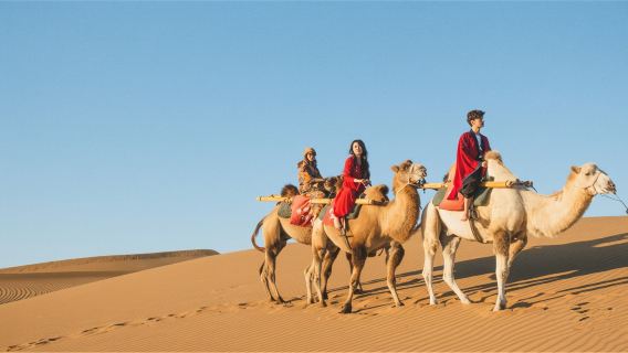 Dubai Desert Camp Experience 1-day tour(Dusk Safari, Camel Ride, Camp BBQ, Overnight Stargazing)