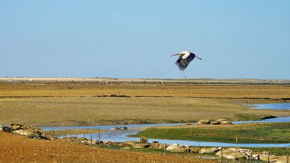 Olhão: tour in barca di 3 ore sulla Ria Formosa