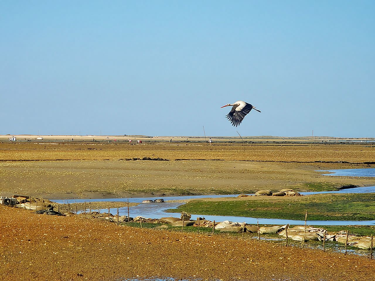 Olhão: 3시간 Ria Formosa 보트 투어