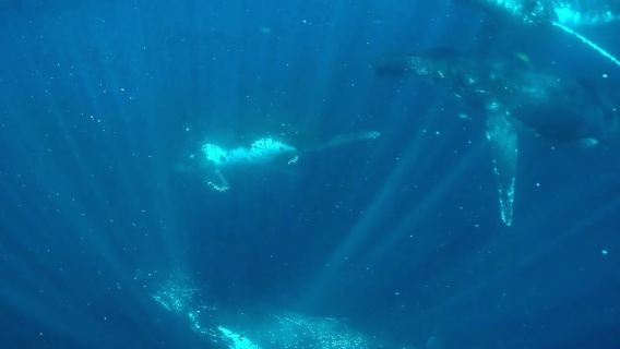 Gold Coast: Swim with Whales