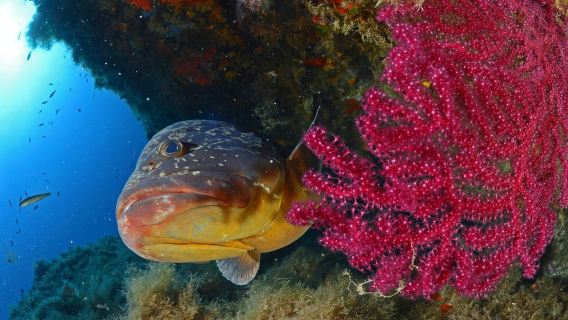 Calvi: Introduction to Diving Dive with an Instructor
