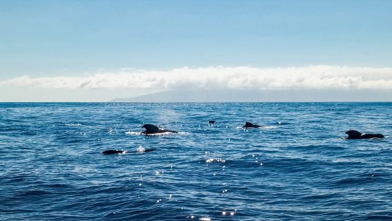 Whale and Dolphin Watching Sailing Tour – Los Gigantes (3H)