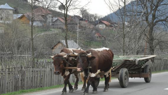 CJ04 - Aventura en Maramureș: Tradición, arte popular y belleza escénica