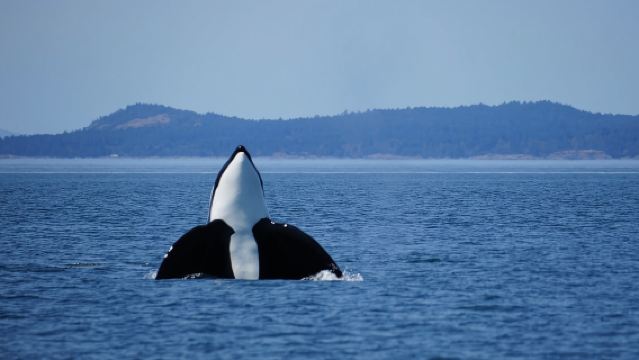 Anacortes: Orca Whales Guaranteed Boat Tour near Seattle