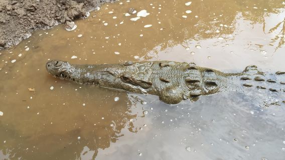 Excursion d'une heure et 45 minutes avec les crocodiles dans la rivière Tarcoles
