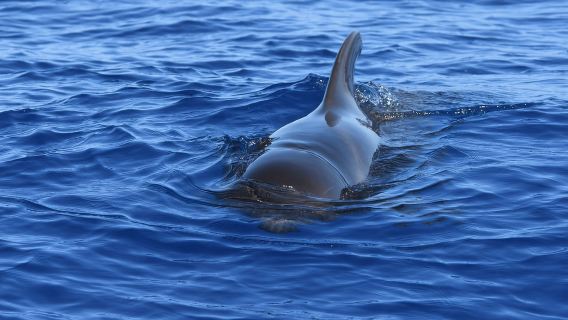 Лас-Гальетас: тур по наблюдению за китами и дельфинами с местным шкипером