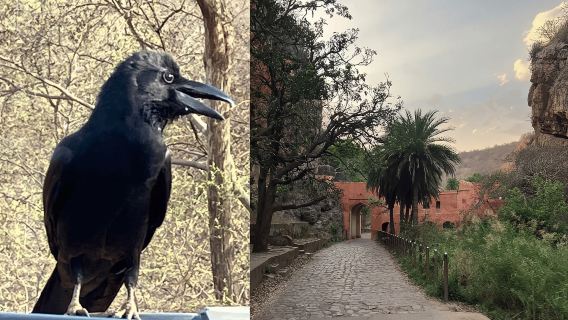 Jaipur: tour in giornata al Parco Nazionale di Ranthambore con pasti inclusi