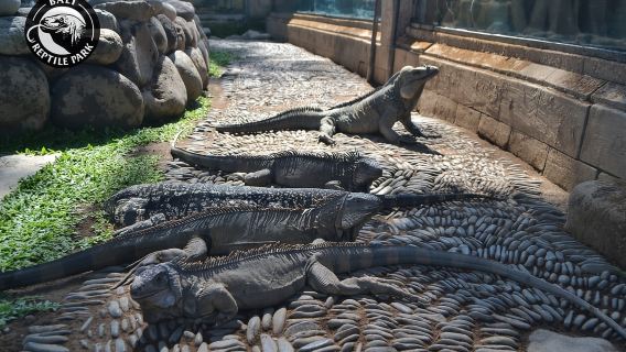 Bali Reptile Park 1-Day Admission Ticket