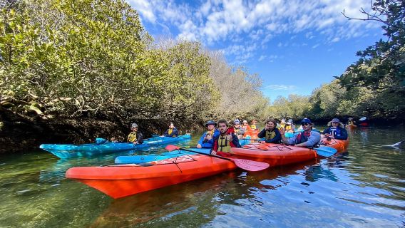 Dolphin Sanctuary and Ships Graveyard Kayak Tour