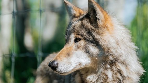 Cochrane: Yamnuska Wolfdog Sanctuary Tour