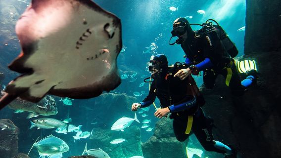 Diving in the Madeira Aquarium