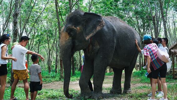 Sanctuaire d'éléphants de Phuket Naidi et Kapibara Dream Link ! Bonus photo de voyage