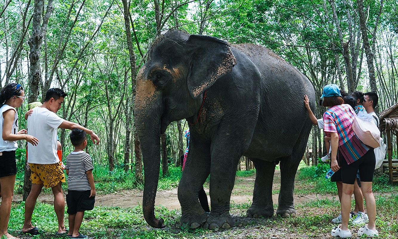 Phuket Nai Die Elefantenschutzcamp · Traumhafte Zusammenarbeit mit Capybara! Trip Moments mit kostenlosen Fotos