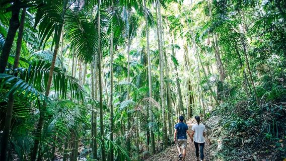 Tamborine Mountain: Guided Tour with Transfers, Lunch & Drinks