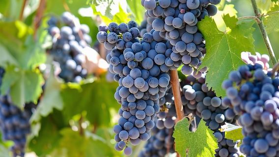 Florence to Chianti wine region with 2 wine tastings and vineyards escape