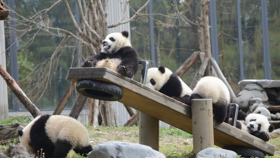 Wolong Panda Base Private Day Tour Optional Volunteering