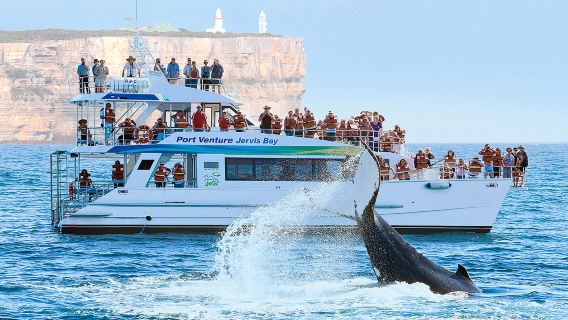 Sydney Jervis Bay Whale Watching and Dolphin Watching Cruise (Tea and Hot Drinks Available/Daily Departure/Optional Departure Time)