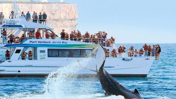 Sydney Jervis Bay Whale and Dolphin Watching Cruise (with tea and hot drinks provided/daily departures/optional departure time slots)
