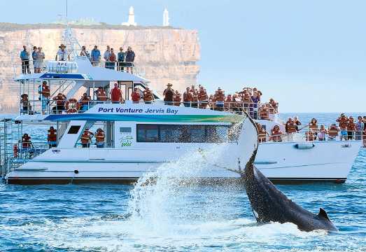 Sydney Jervis Bay Whale and Dolphin Watching Cruise (with tea and hot drinks provided/daily departures/optional departure time slots) AUD 33.26