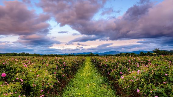Tour of Karlovo in Bulgaria's Rose Valley