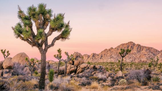 Joshua Tree national park self-driving audio tour