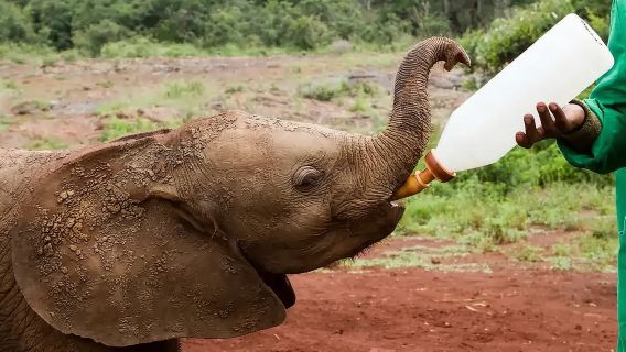 Kenya Parco Nazionale di Nairobi + Prelievo dall'aeroporto + Prelievo porta a porta e prenotazione biglietti