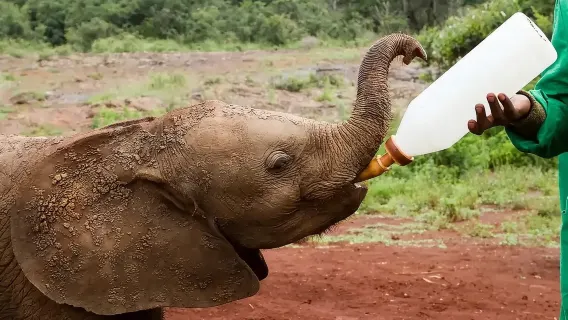 Kenya Parco Nazionale di Nairobi + Prelievo dall'aeroporto + Prelievo porta a porta e prenotazione biglietti