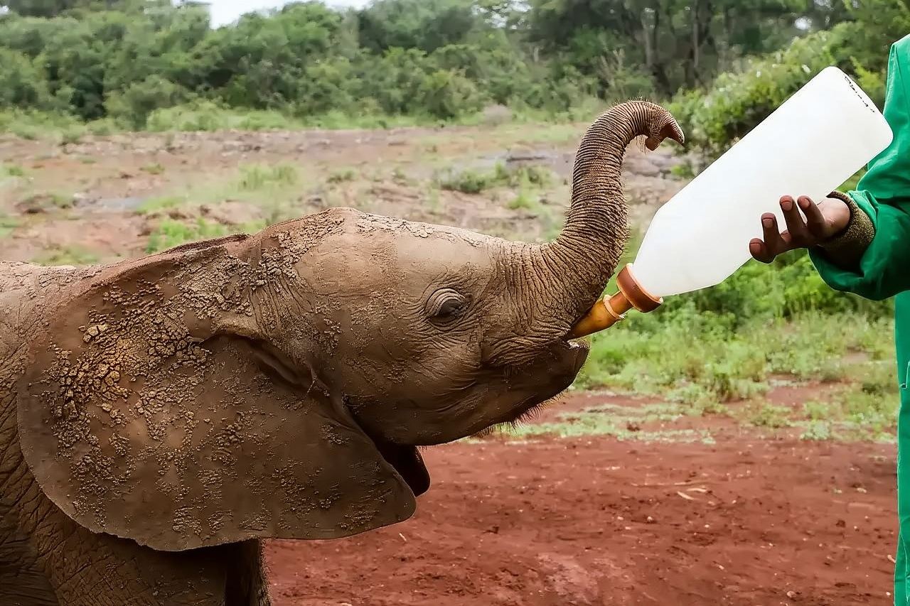 Parco nazionale di Nairobi in Kenya + trasferimento porta a porta con possibilità di prenotazione del biglietto d'ingresso + itinerario personalizzabile