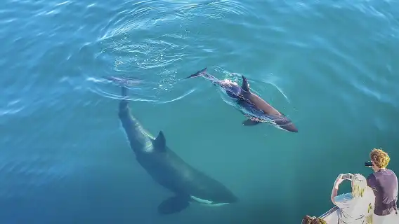 นิวซีแลนด์ เกาะเหนือ โอ๊คแลนด์ ชมวาฬอ่าวฮาอูรากี และล่องเรือชมโลมา