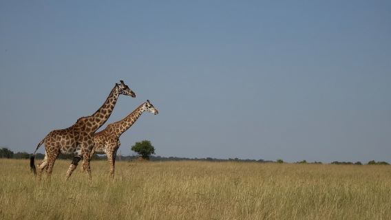 Excursión de un día al Parque Nacional de Nairobi y paseo en barco por el lago Naivasha