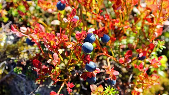 Levi: Geführte Wanderung auf dem Pfad von Schamane Päiviö