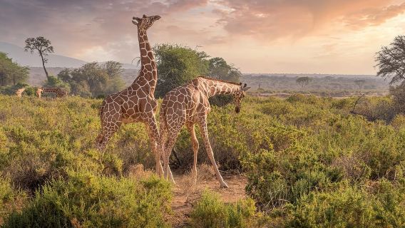 From Nairobi: Lake Naivasha and Hell's Gate Park Day Tour