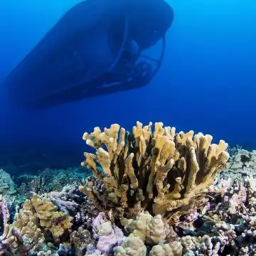 コナ発：ビッグアイランド水中サブマリンアドベンチャー | Trip.com