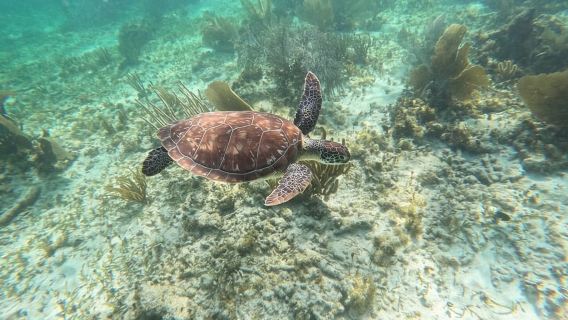 Puerto Morelos: Snorkeling Guided Activity