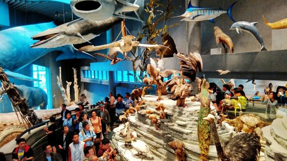 Chuyến tham quan Bảo tàng Lịch sử Tự nhiên Thượng Hải nửa ngày (Nhóm nói tiếng Trung) (Hành trình khám phá xuyên thời gian và không gian)