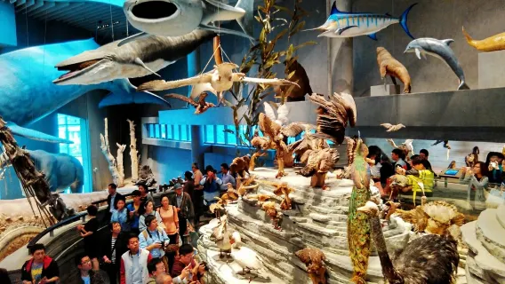 上海自然博物館プライベートツアー半日観光（数十億年を超えて、生命の奇跡を解き明かす）
