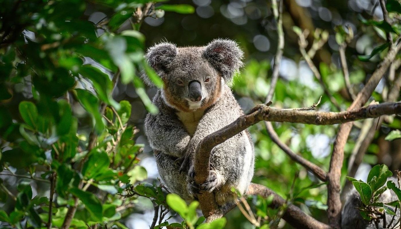 Featherdale Sydney Wildlife Park & Keeper Talk