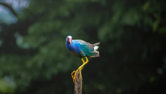 卡尼奧尼格羅 - 弗里奧河遊船探險與傳統午餐