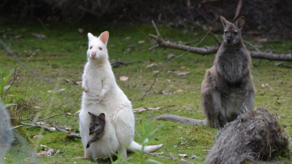 Bruny IslandTours