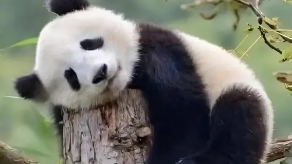 1-Day Tour: Dujiangyan Irrigation System & Dujiangyan Giant Panda