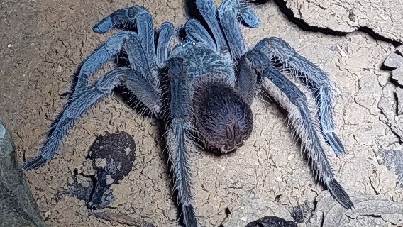 Explora el lado oscuro de la naturaleza: Caminata nocturna en el Refugio Manzanillo