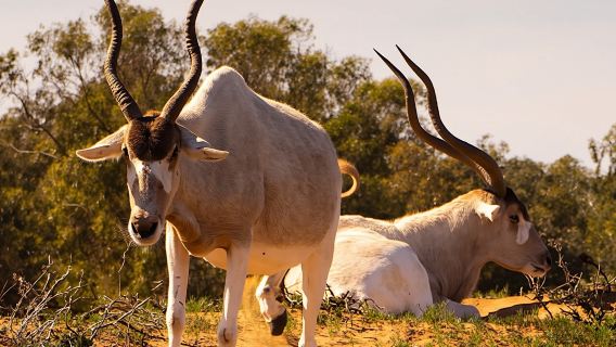 Souss-Massa National Park Guided Tour with Hotel Pickup