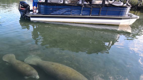 Crucero de 3 horas para observar la fauna del río Crystal en un safari.