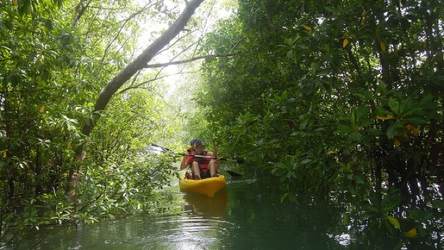 Aventura en kayak por los manglares de Singapur