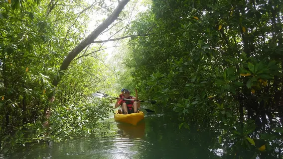 Mangrove Kayaking Adventure in Singapore