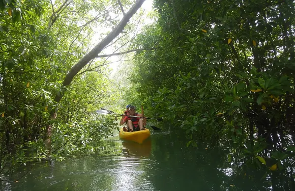 新加坡紅樹林獨木舟探險