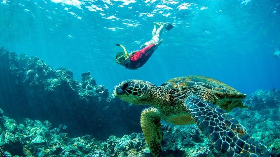 Afternoon West Maui Snorkel from Ka'anapali Beach