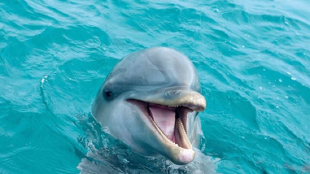 2 Hour Private Dolphin Sightseeing Tour