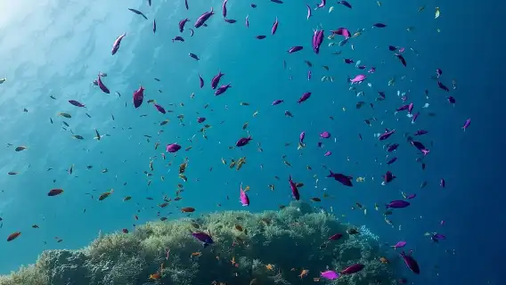 Bohol: Napaling Snorkeling Half-Day Tour | Sardine Storm Shuttle Experience