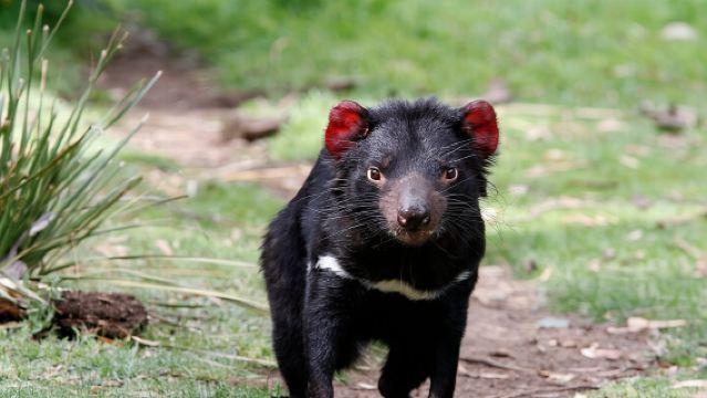 ทัวร์บ่ายวันเดียว สวนสัตว์โบโนรงและเมืองริชมอนด์ จากโฮบาร์ท